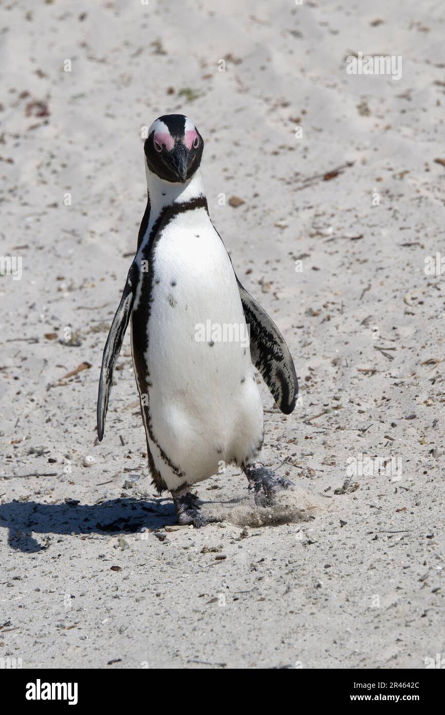 Afrikanischer Pinguin (Spheniscus demersus) auf Sand am Boulder's Beach, Kapstadt, Südafrika Stockfoto