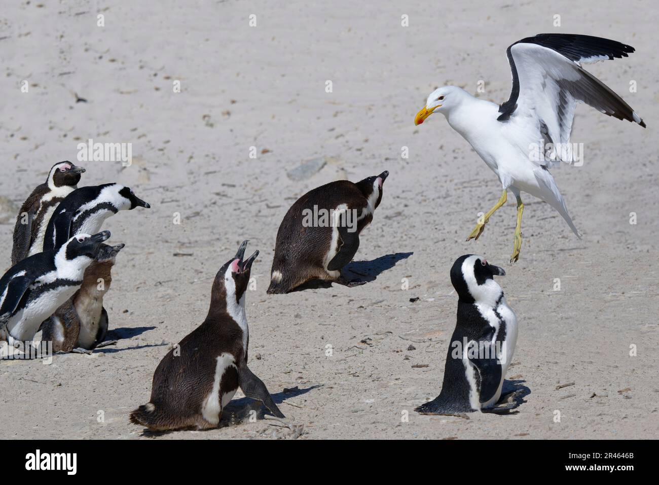 Afrikanische Pinguine (Spheniscus demersus), die von einem Kelp Gull (Larus dominicanus) am Boulder's Beach, Kapstadt, Südafrika, angegriffen werden Stockfoto