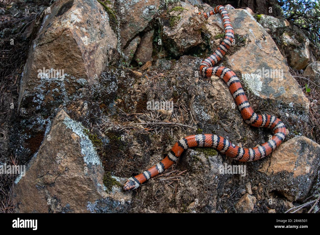 Eine kalifornische Bergkingsnake (Lampropeltis zonata) an der Westküste Nordamerikas - eine farbenfrohe und wunderschöne harmlose Schlange. Stockfoto