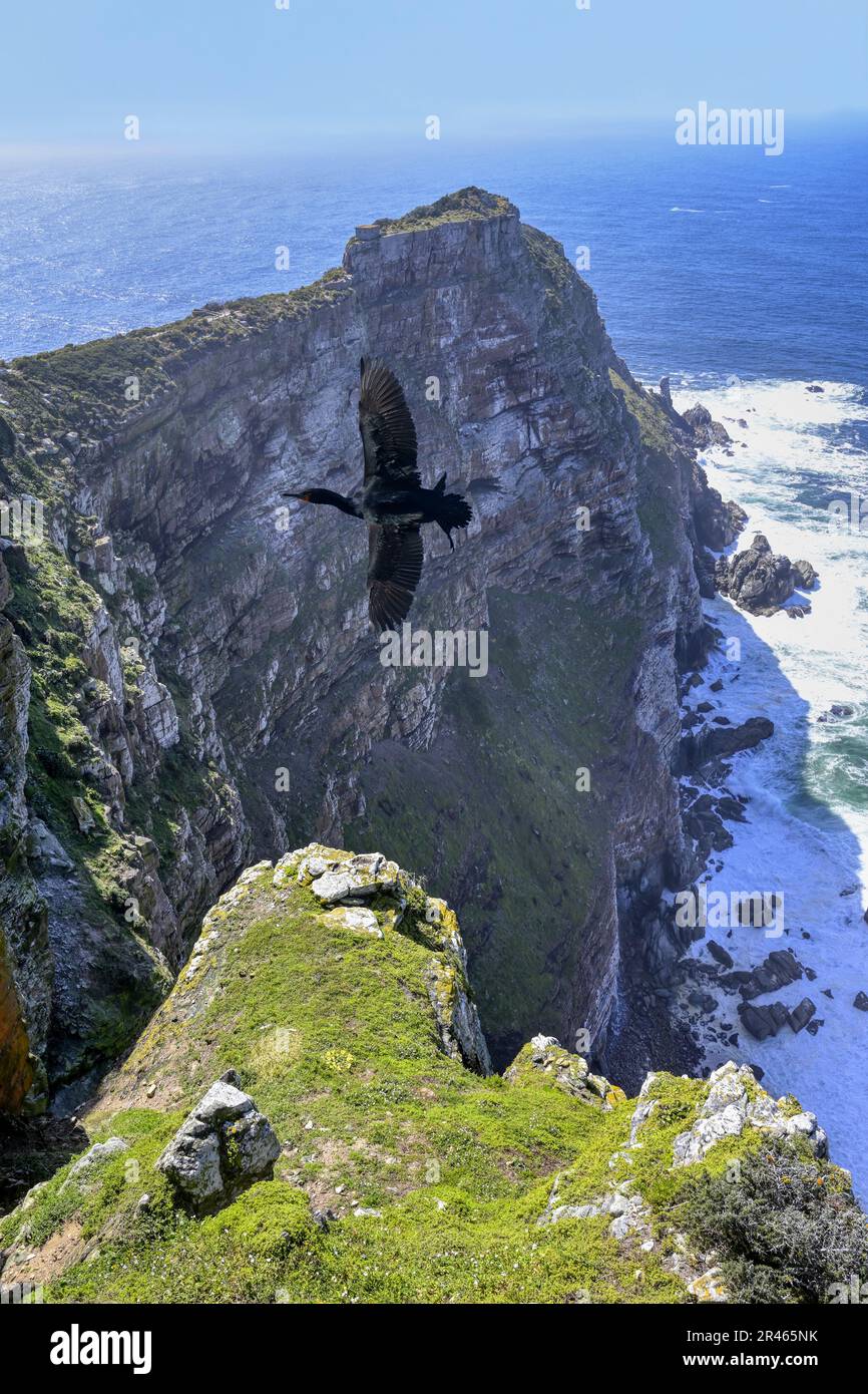 Cape Cormorant (Phalacrocorax capensis) über Cape Point, Kap der Guten Hoffnung, Kapstadt, Südafrika Stockfoto