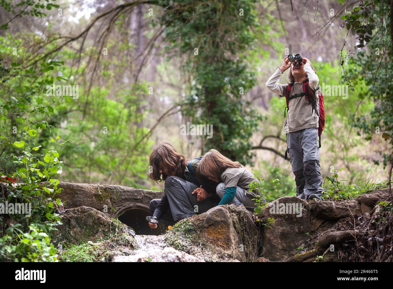 Dieses fesselnde Bild fängt den Moment ein, in dem eine Gruppe von Kindern die Natur an einem Bach im Herzen des Waldes erforscht. Stockfoto