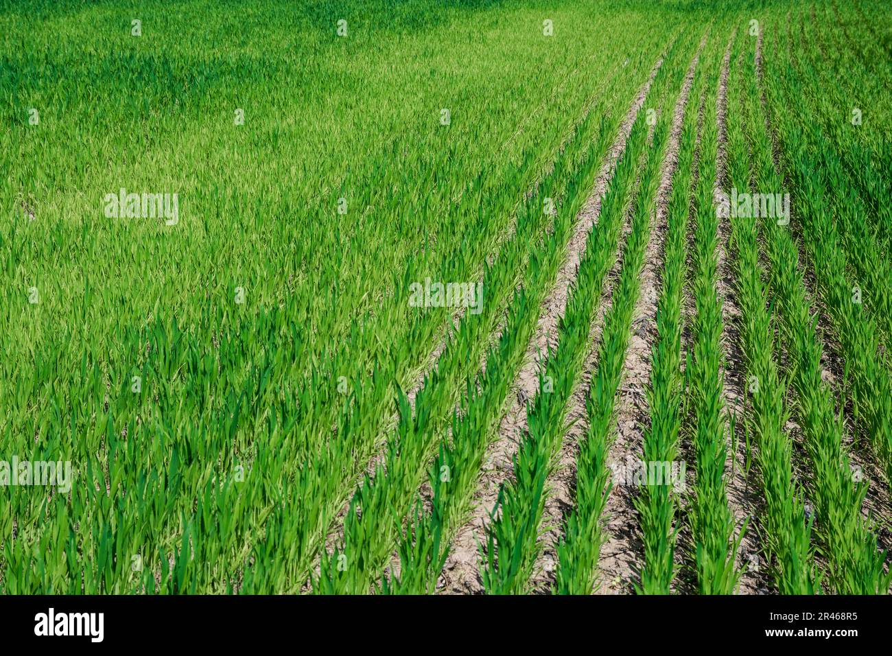 Grüne Reihen von Jungweizen auf dem Feld in der Ukraine Stockfoto