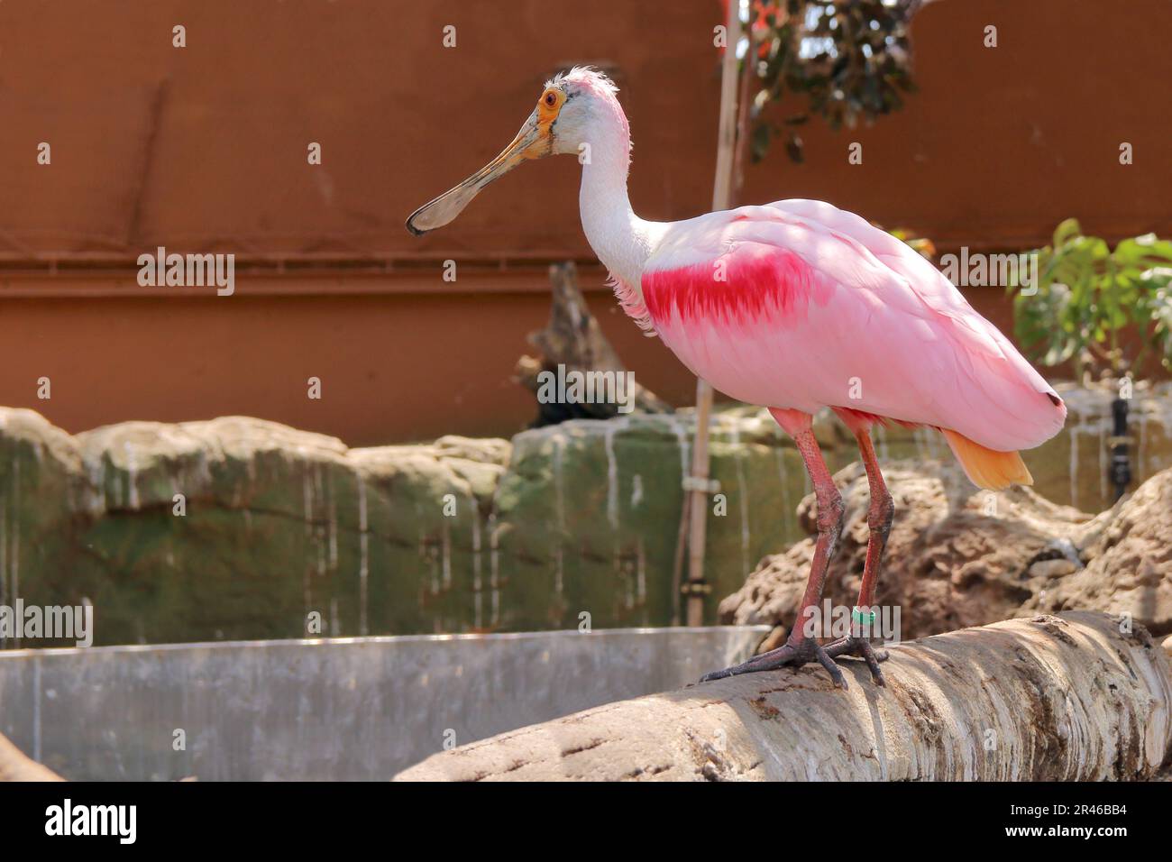 Das Bild wurde in Spanien im Aquarium der Stadt Valencia aufgenommen. Auf dem Bild ruht ein Vogel - ein rosa Löffelchen auf Holzdriftwolz. Stockfoto