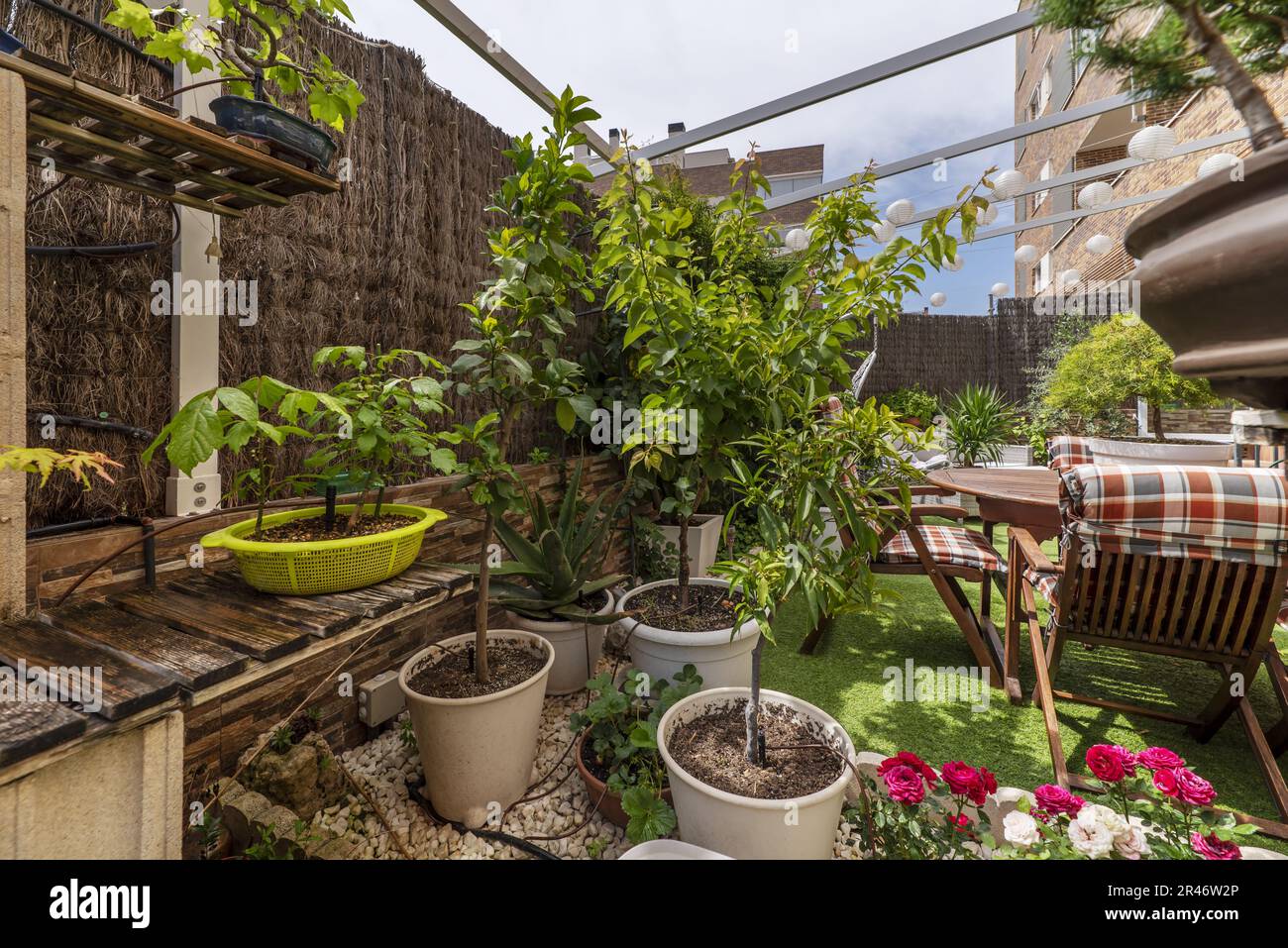 Eine Bonsai-Farm auf der Terrasse eines Hauses mit kontrollierter  Bewsserung und einem Teakholztisch und Sthlen aus demselben Material  Stockfotografie - Alamy