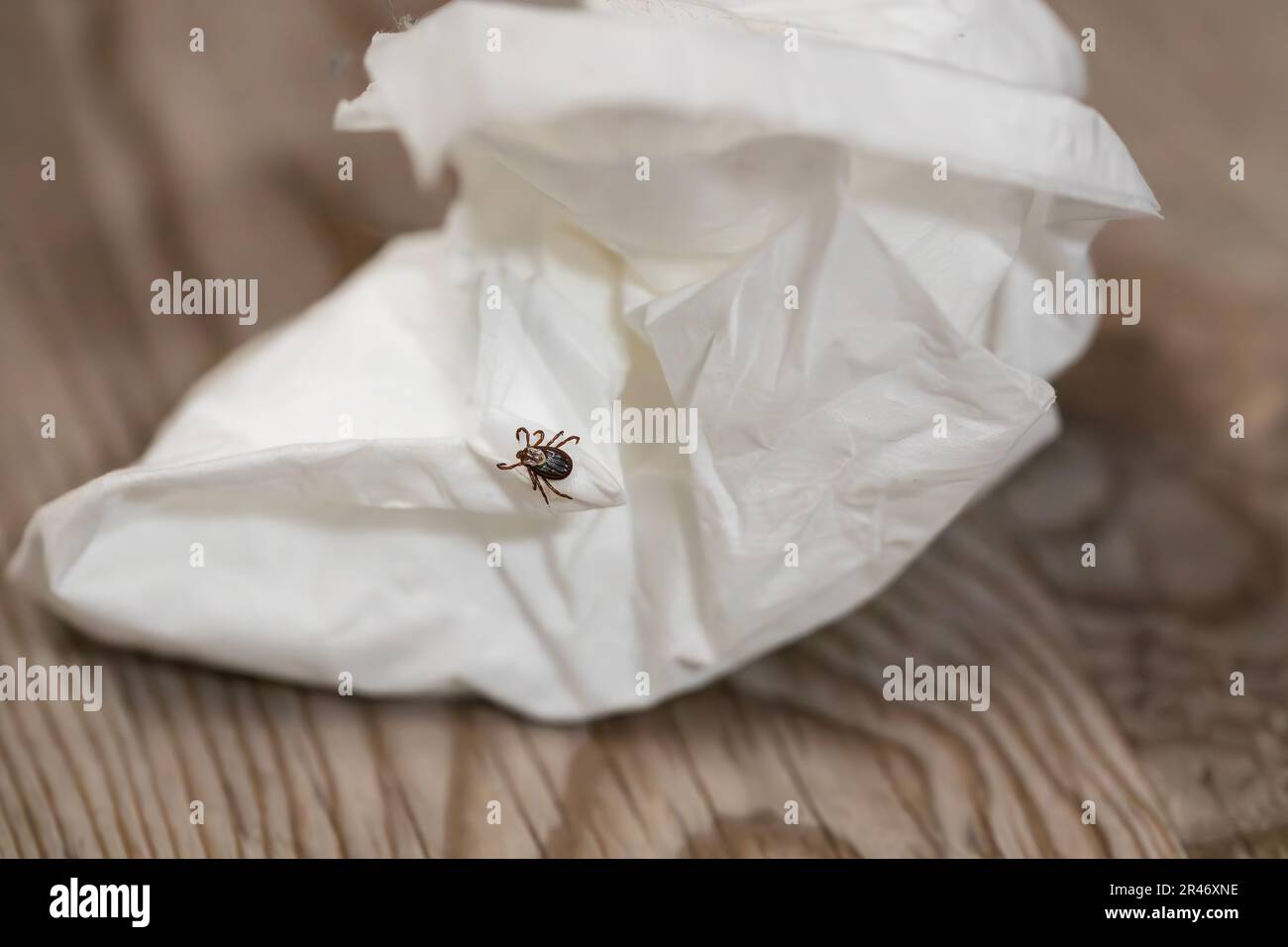 Nahaufnahme einer Insektenzecke auf einem Stück Papiertaschentuch. Gefahr der Zeckenerkrankungen-Ubertragung durch infizierten Parasiten Stockfoto