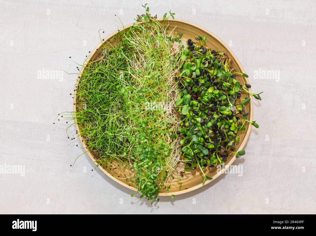 Tonschale mit drei Arten von Mikrogreens Stockfoto