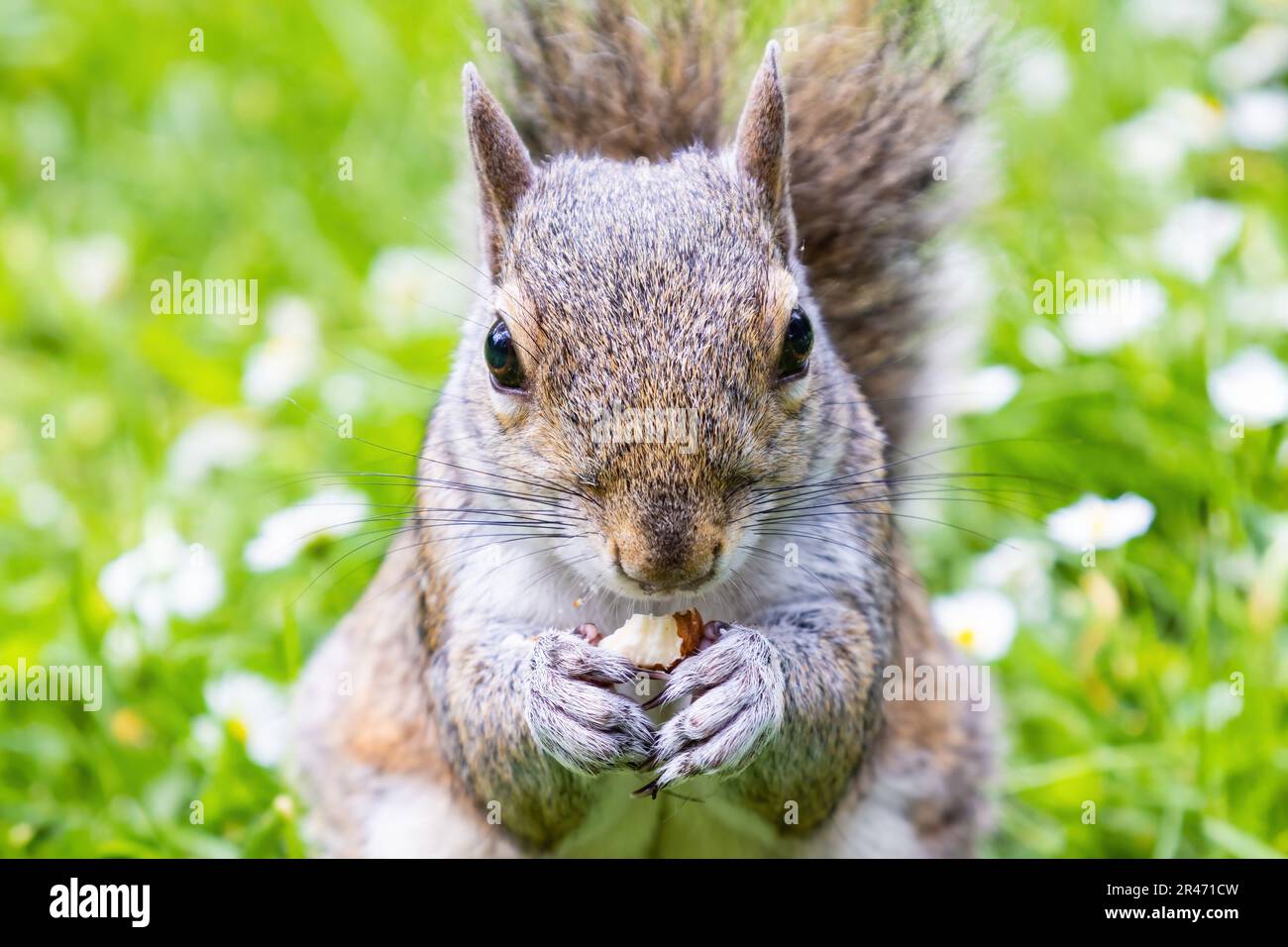 Ein graues Eichhörnchen (Sciurus carolinensis), das eine Mandel isst und in die Kamera schaut Stockfoto