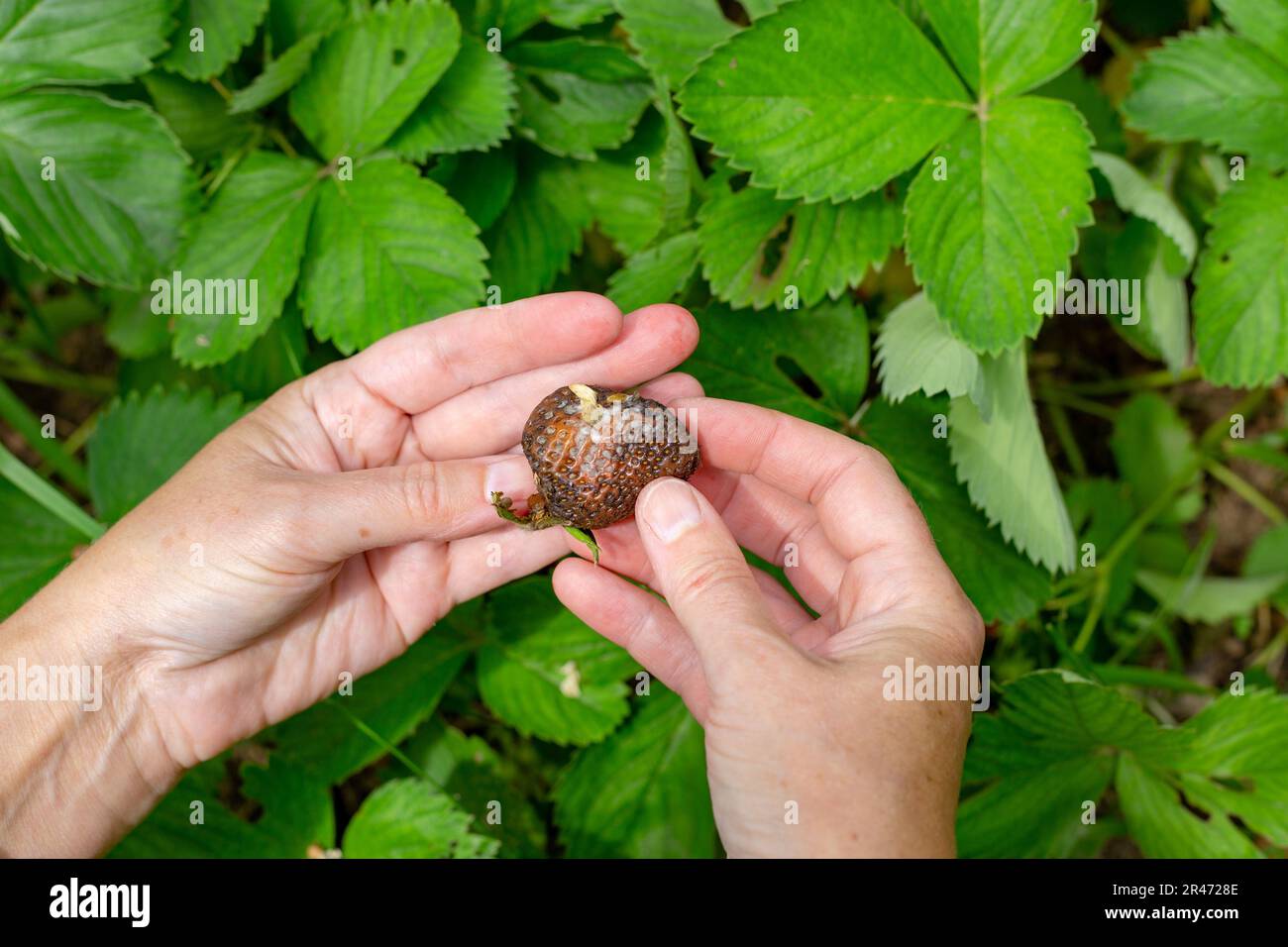 Eine von grauem Schimmel befallene Erdbeere in den Händen eines Gärtners. Krankheiten von Gemüse und Beeren. Stockfoto