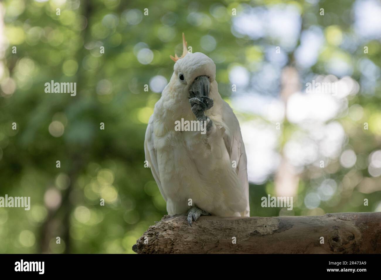 Bunte Vögel im Parrot Mountain Bird Sancuary Stockfoto