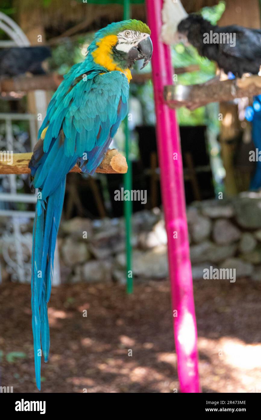 Bunte Vögel im Parrot Mountain Bird Sancuary Stockfoto