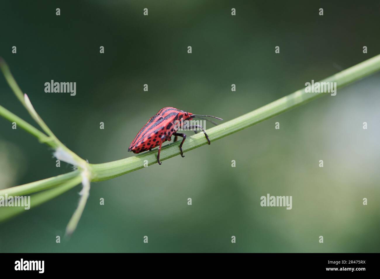 Einzelnes italienisches gestreiftes Insekt vor grünem Hintergrund Stockfoto