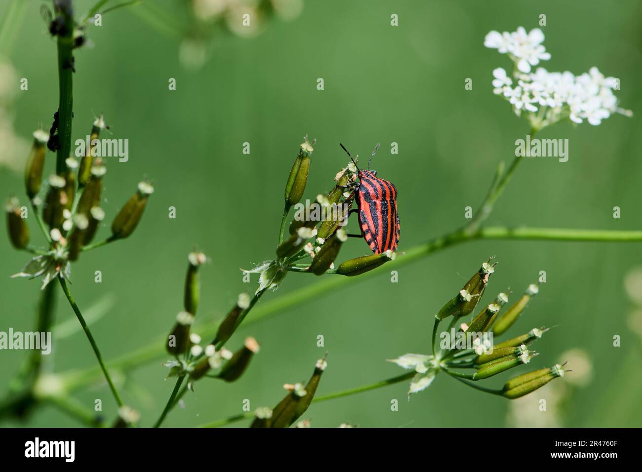 Ein italienischer Käfer auf einer Blume Stockfoto
