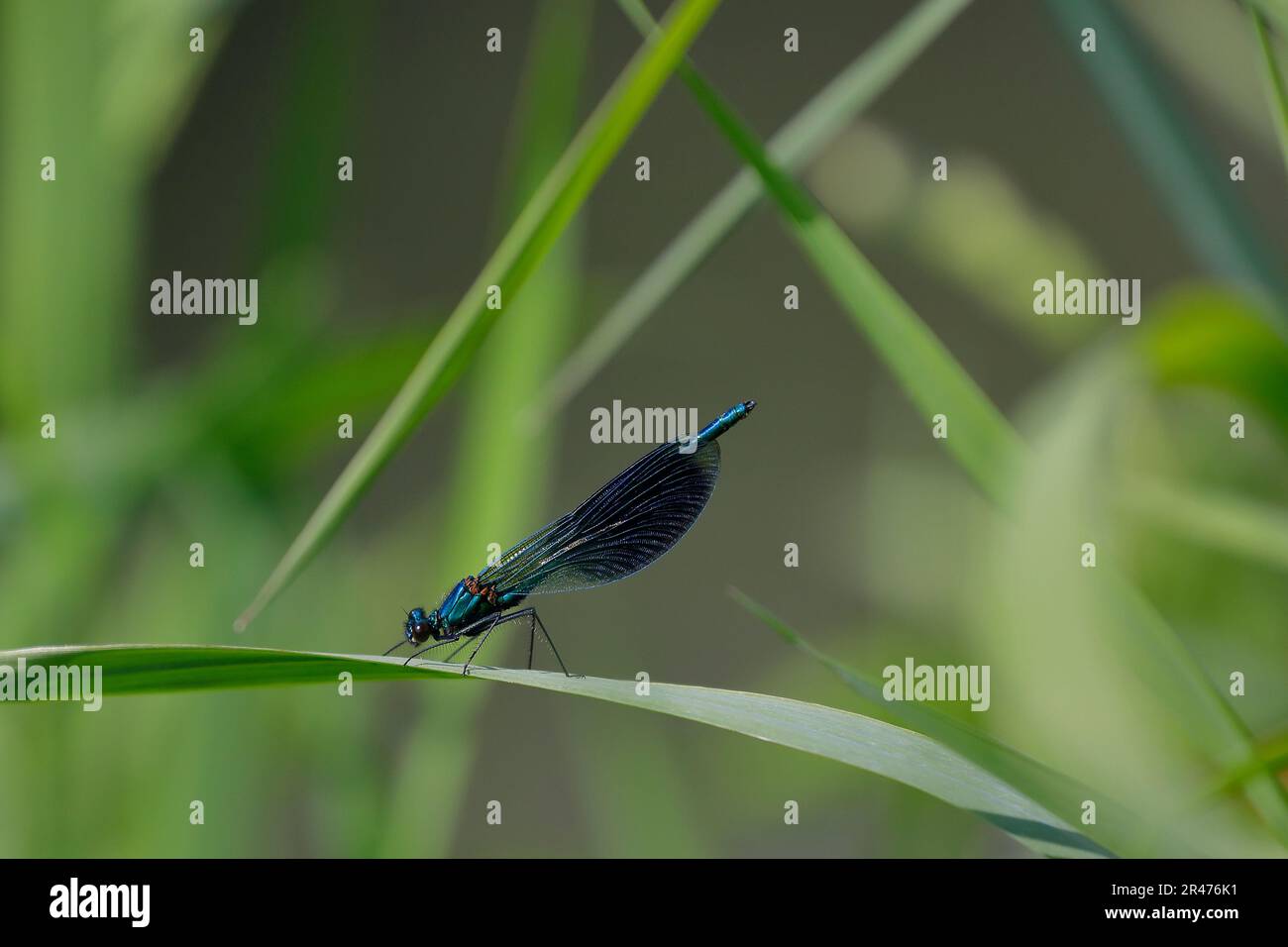 Eine glänzende Libelle hat sich auf einem Grashalm in der Nähe eines Bachs aufgestellt. Stockfoto