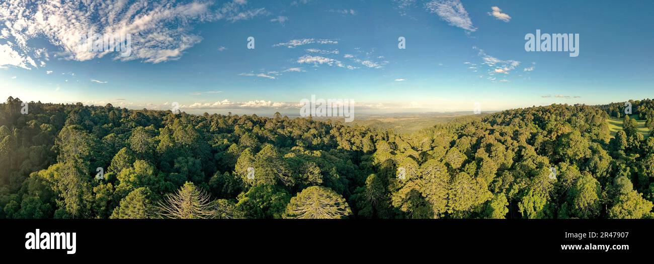 Bunya Mountains-Nationalpark in Queensland, Australien, Abschnitt der Great Dividing Range bedeckt mit antikem Nadelwald, verschiedene Holzarten inklusive Stockfoto