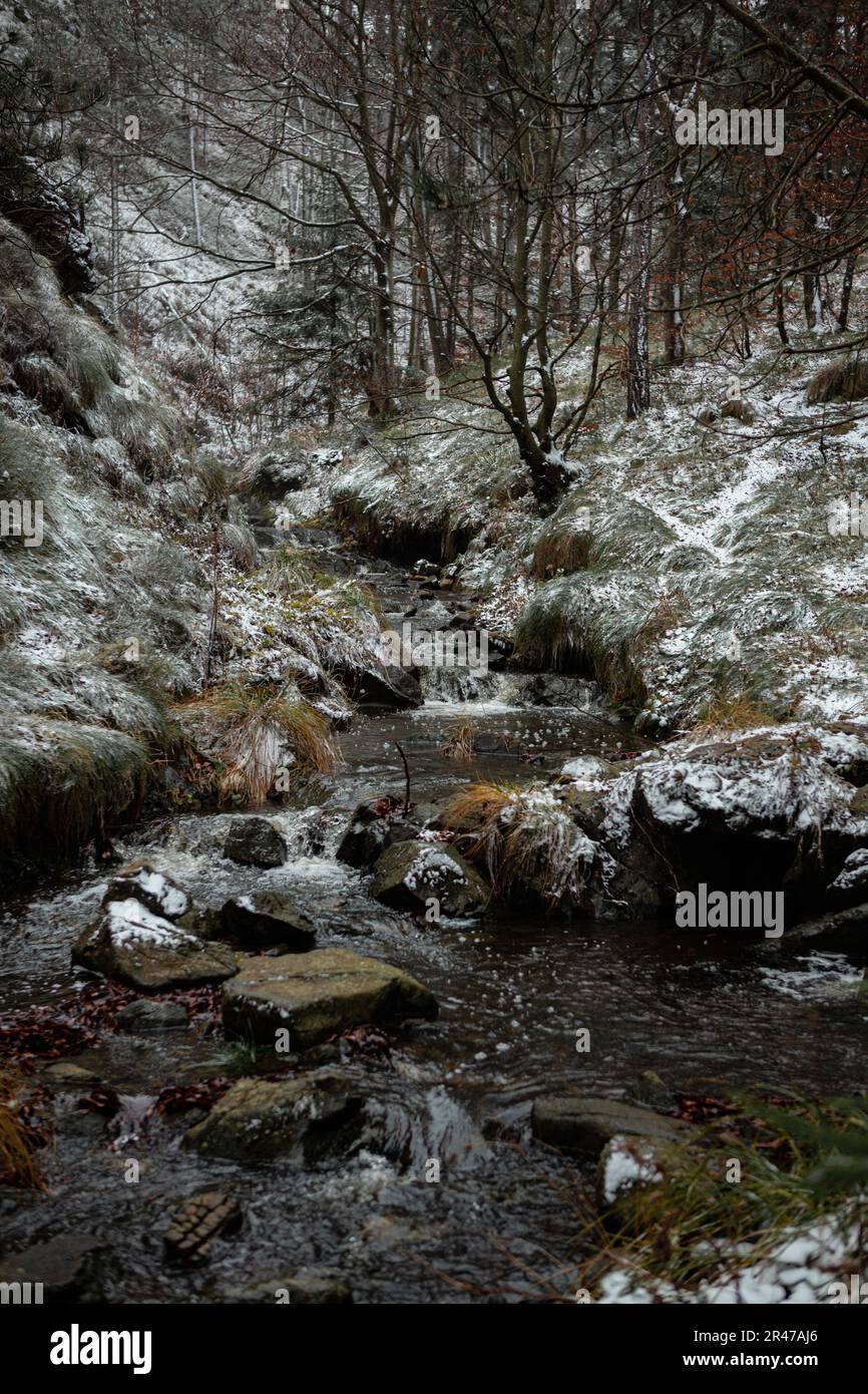 Ein von schneebedeckten Kiefern gesäumter Bergbach, durch den ein friedliches Gewässer fließt Stockfoto