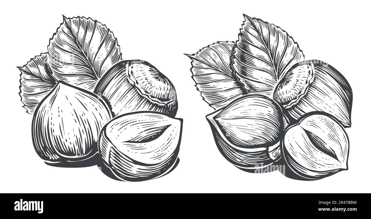 Skizze einer Gruppe Haselnüsse mit Blättern. Handgezogene Nüsse im Vintage-Stil. Vektordarstellung Stock Vektor