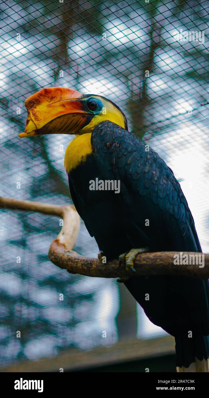 Ein farbenfroher großer Hornvogel hoch oben auf einem Holzzweig, der in die Ferne blickt Stockfoto