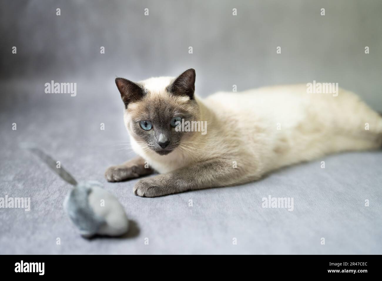 Thai Cat Blue Point spielt mit einer Maus, alte siamesische Art, blau und grau, eisfarben weiß mit blauem Schimmer. Siamesische Katze Kätzchen weiß pelzig groß B Stockfoto