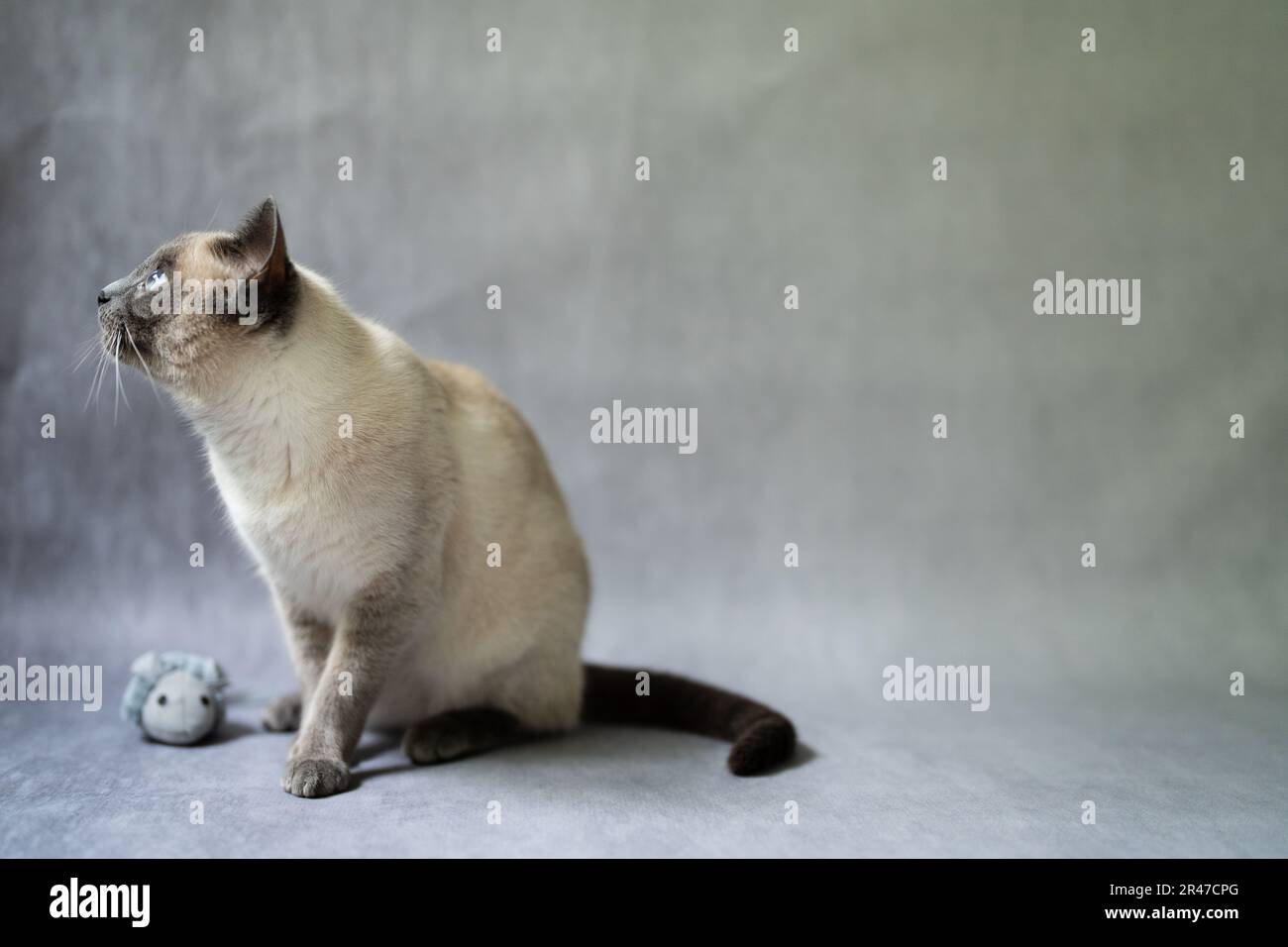 Thai Cat Blue Point spielt mit einer Maus, alte siamesische Art, blau und grau, eisfarben weiß mit blauem Schimmer. Siamesische Katze Kätzchen weiß pelzig groß B Stockfoto