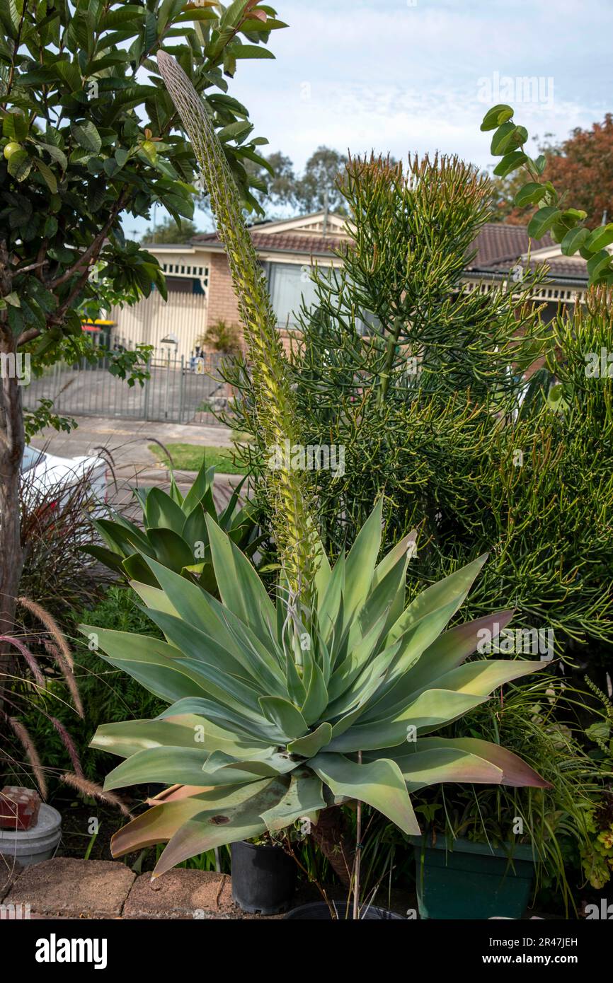 Sydney, New South Wales, Australien. 25. Mai 2023. Schwanenhals (Agave  attenuata) in einem Garten in Sydney, New South Wales, Australien. Agave  attenuata ist eine Art Bltenpflanze der Familie Asparagaceae, gemeinhin  bekannt als
