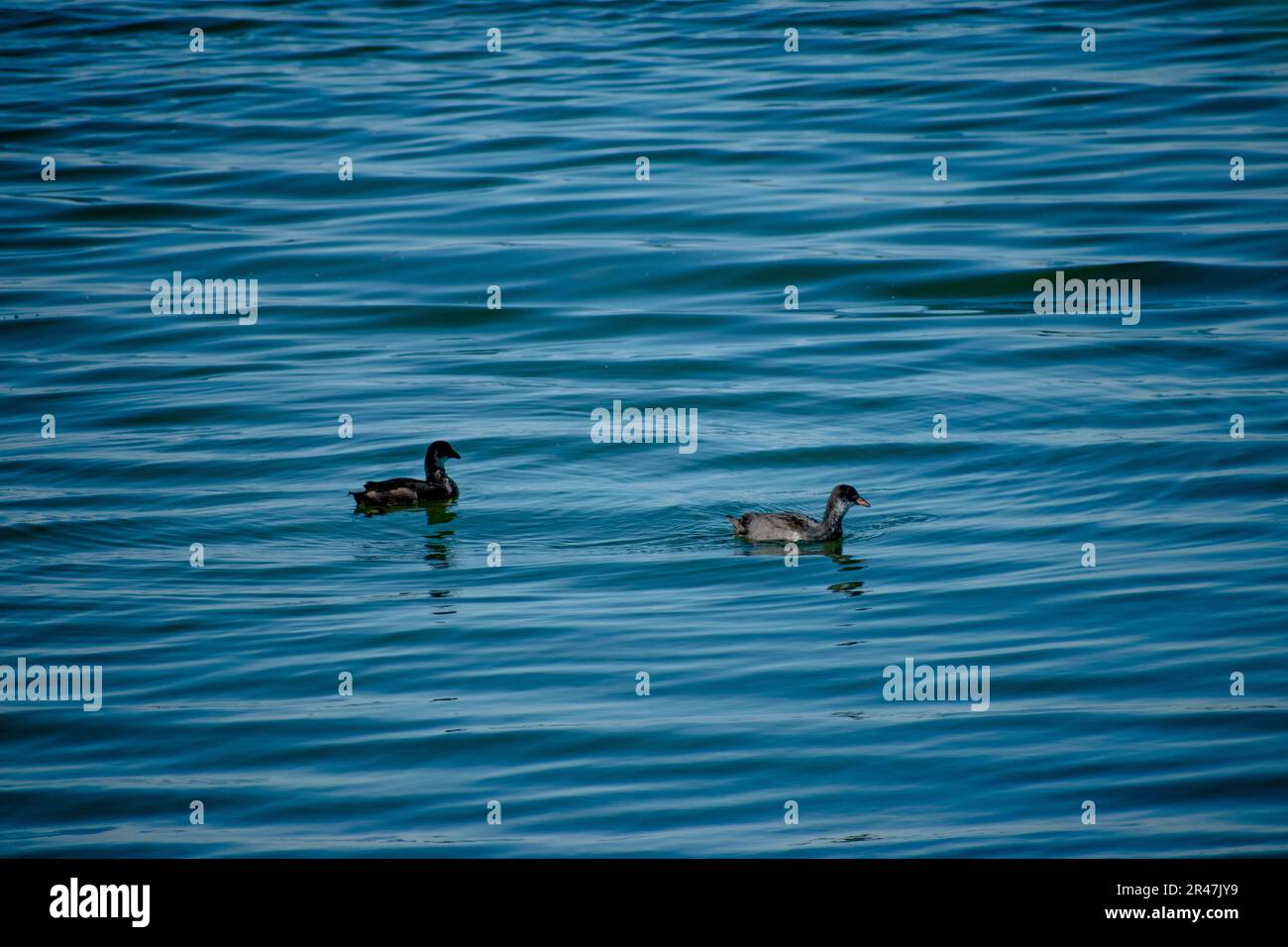 Zwei Wasservögel, Enten, gleiten Seite an Seite über ein ruhiges blaues Gewässer und erzeugen feine Wellen im Gefolge Stockfoto