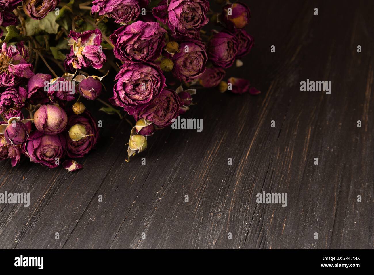 Strauß trockener rosafarbener Rosen auf dunklem Holzhintergrund, Nahaufnahme. Begriff der Einsamkeit oder des Alters. Traurigkeit, unglückliche Liebe. Stockfoto