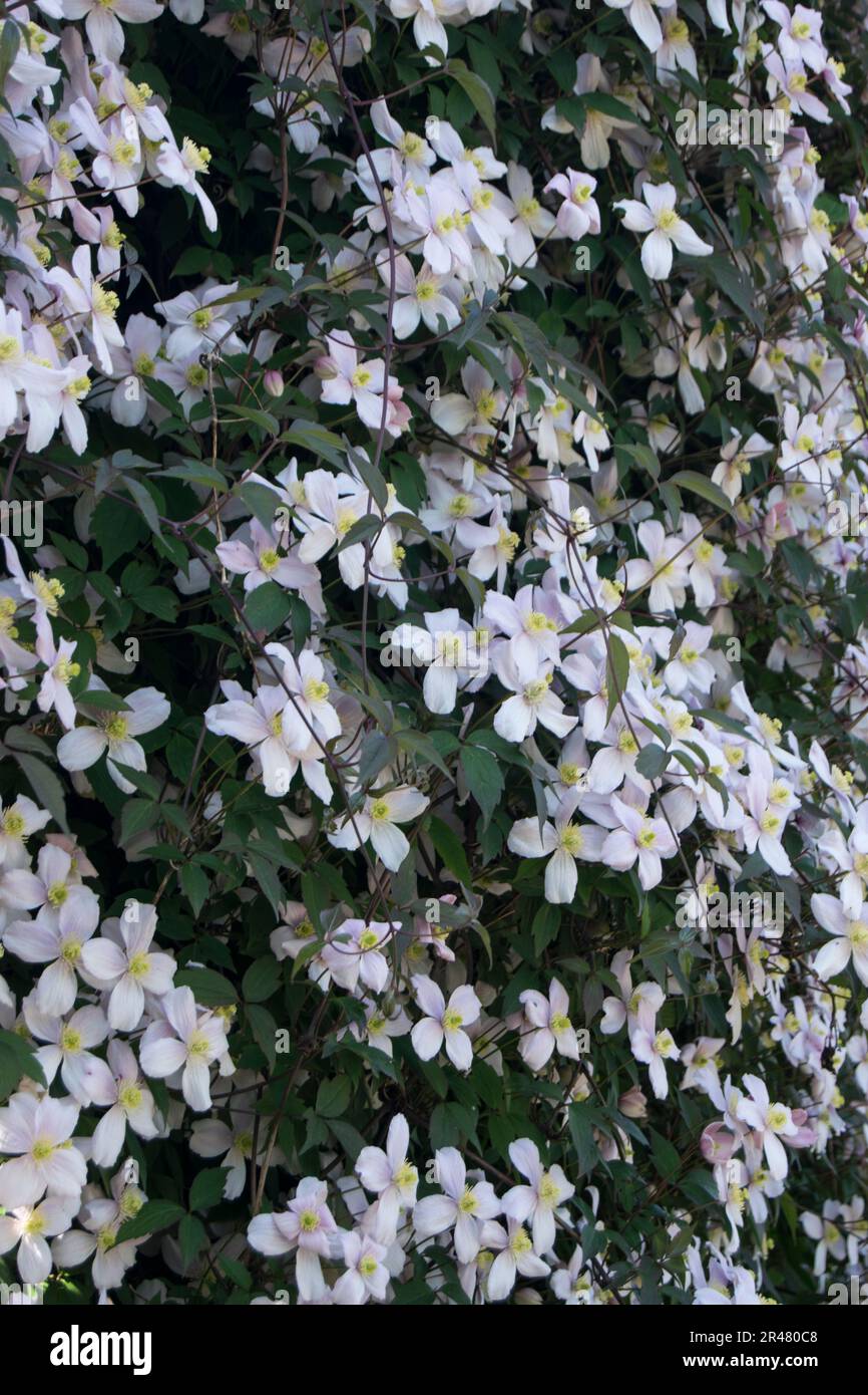 Die Wand der Clematis blüht in voller Blüte Stockfoto
