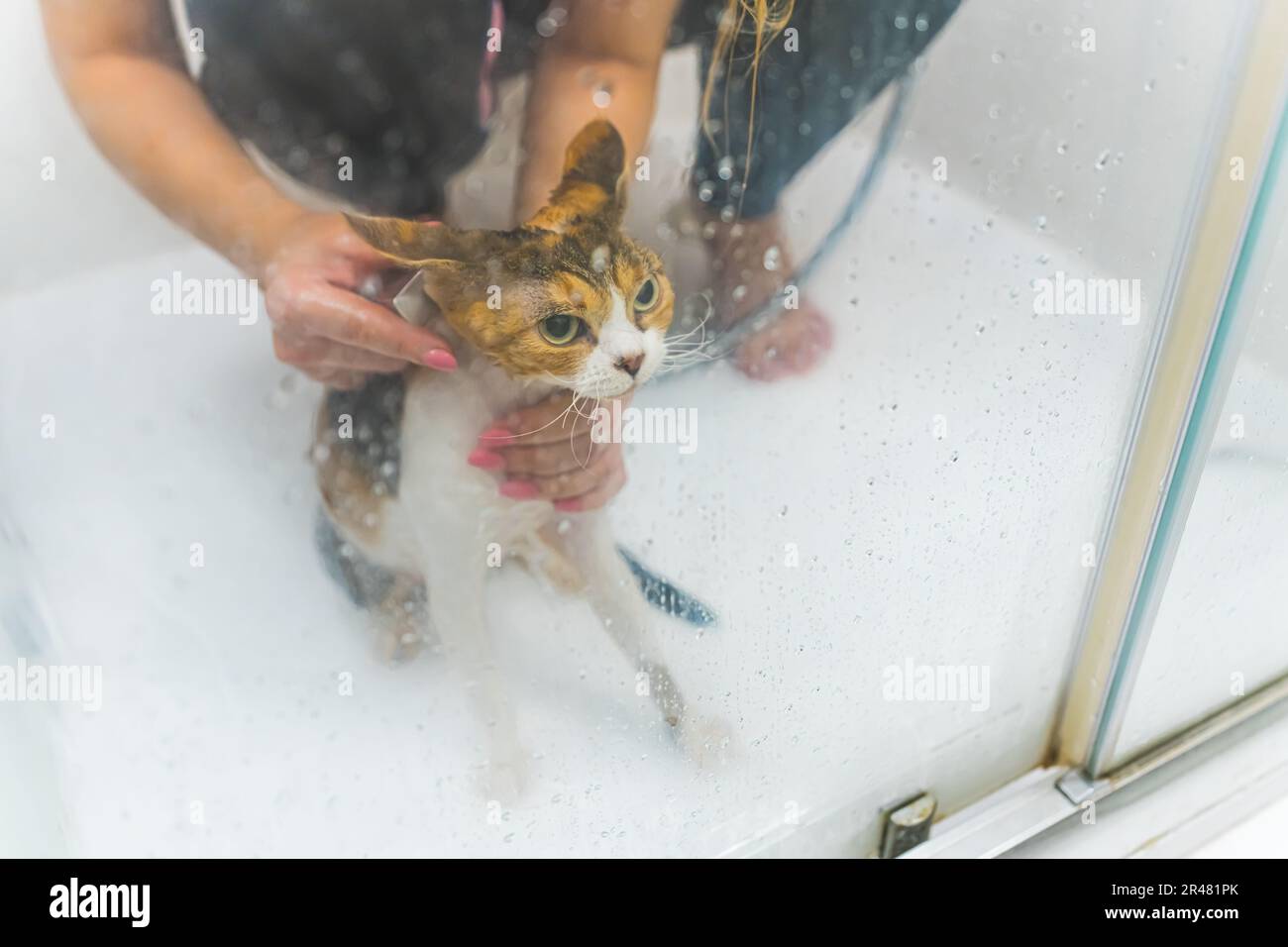 Zeit zu duschen, Frau wäscht eine süße Devon Rex Katze, Haustierpflege Konzept. Hochwertiges Foto Stockfoto