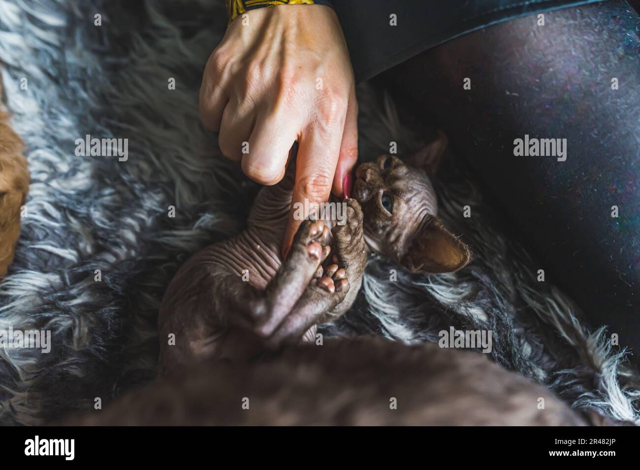 Eine Frau, die mit einer dunklen Devon rex-Katze kuschelt, die auf dem Bett sitzt. Hochwertiges Foto Stockfoto