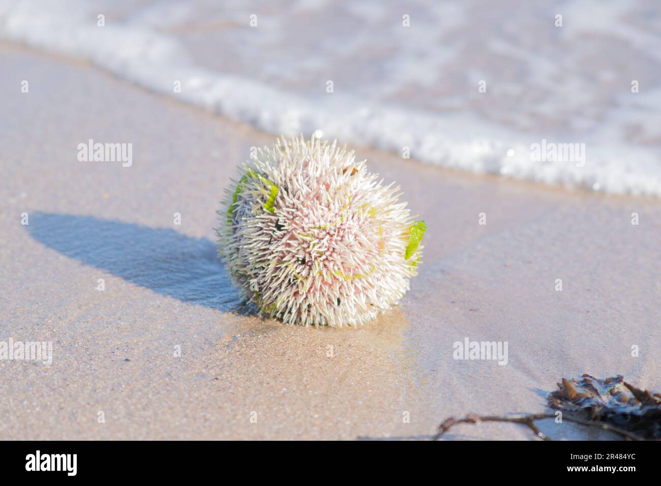 Seeigel wurde am Ufer angespült Stockfoto