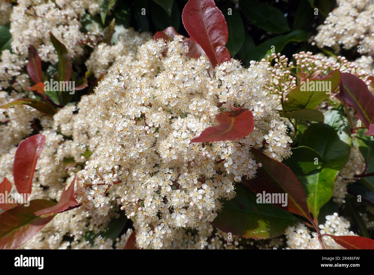gummibaum günstig kaufen Gummibaum Robusta - Ficus elastica Robusta