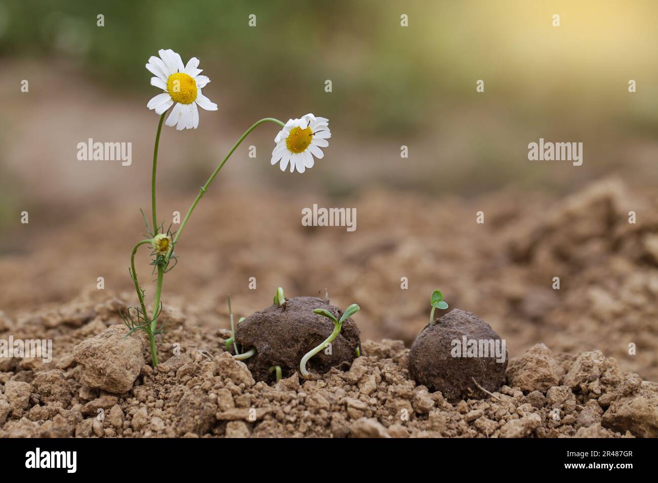 Guerillagärten. Kamillenblüten Pflanzen, die aus einem Samenballen wachsen. Samenbomben auf trockenem Boden. Stockfoto