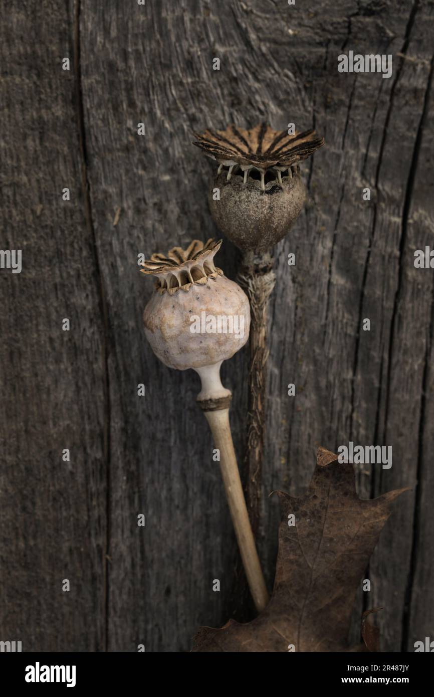 Minimalistisches natürliches Layout mit trockenem Mohn auf Holzhintergrund. Mohnsamen in reifen Knospen. Blumige Optik in dunklen, neutralen Farbtönen. Selektiver Fokus. Stockfoto