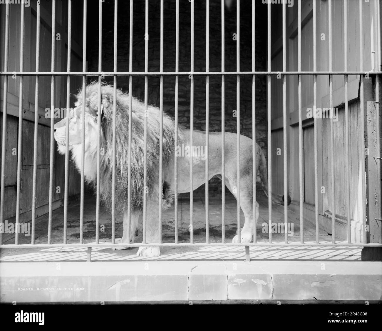 Brutus im Zoo, c1907. Wahrscheinlich Cincinnati Zoological Garden. Stockfoto