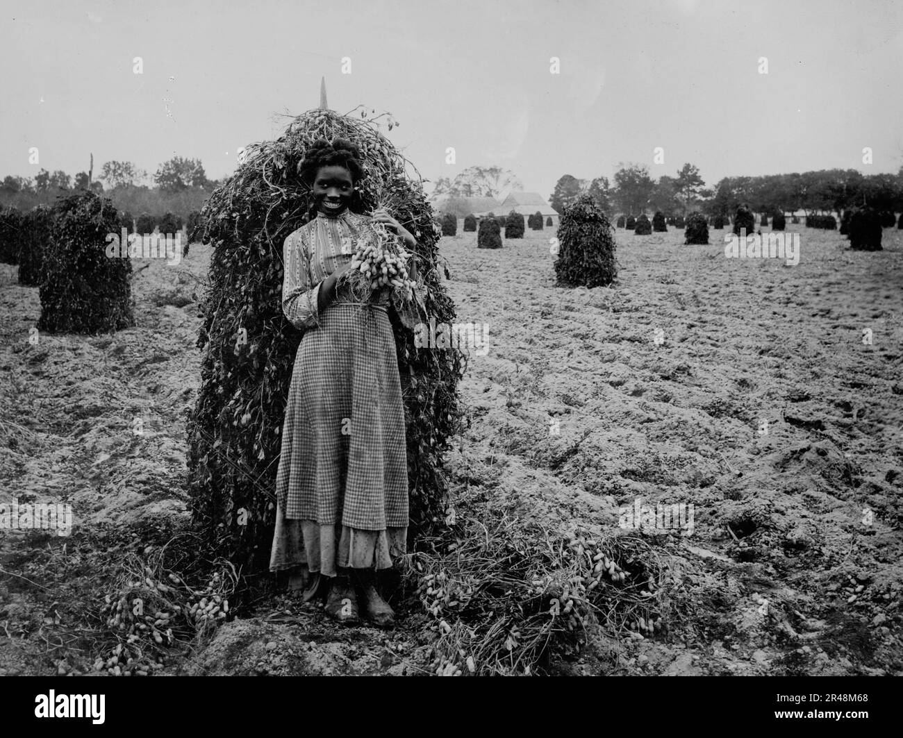 Polly im Erdnussfeld, zwischen 1900 und 1905. Stockfoto