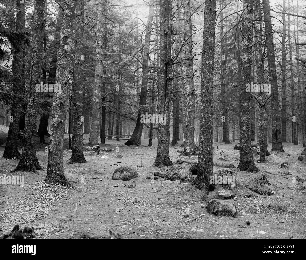 Cathedral Woods, Intervale, N.H., zwischen 1910 und 1920. Stockfoto