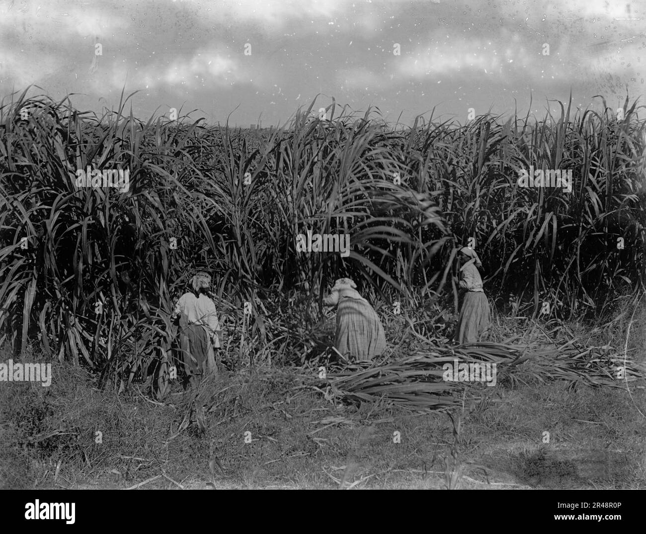 Zuckerrohr schneiden, Baton Rouge, La., zwischen 1900 und 1920. Stockfoto
