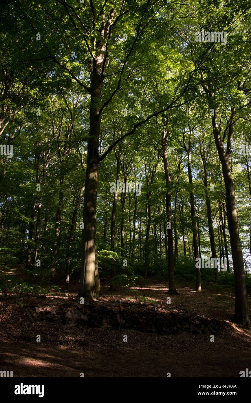 Der Grumsin-Wald ist ein UNESCO-Weltkulturerbe zum Schutz des natürlichen gemeinsamen Buchenwaldes im Stadtteil Uckermark in der deutschen Provinz Brandenburg Stockfoto