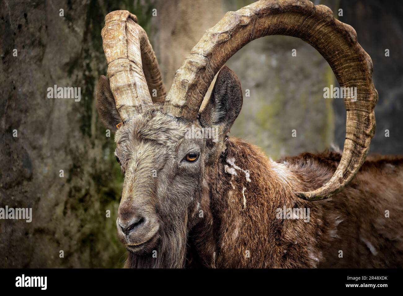 Eine sibirische Ibex, geschwungene Hörner, die auf einem felsigen Gelände stehen Stockfoto