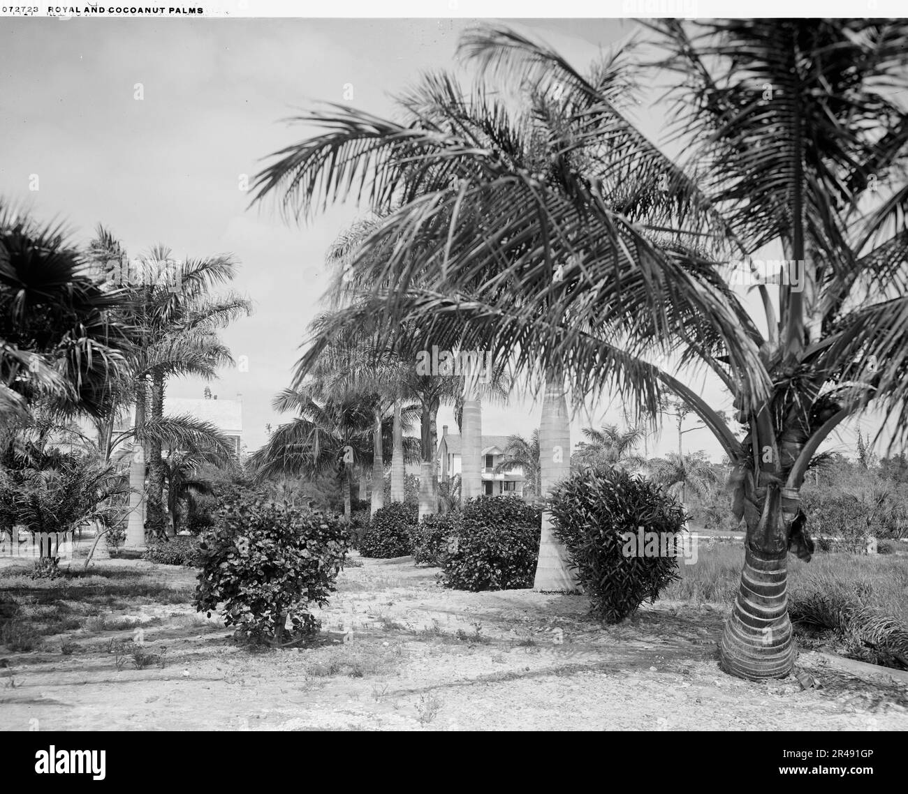 Königliche und Kokosnusspalmen, c.between 1910 und 1920. Stockfoto