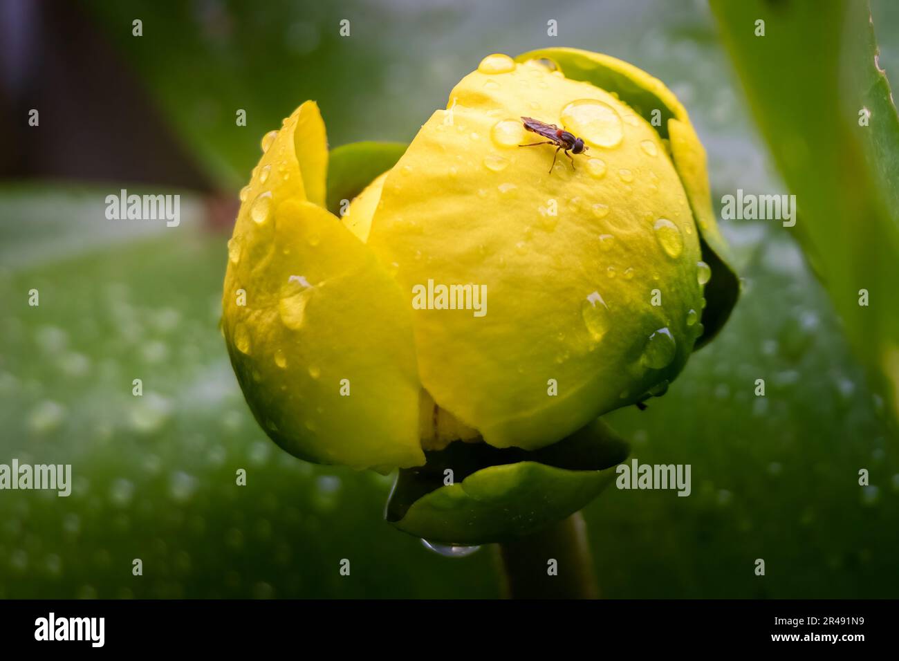 Nahaufnahme einer Blüte einer Wasserladerampe oder einer Gelben Teich-Lily mit einem Kalligraphen mit orangefarbenem Rücken, der auf einem Blütenblatt ruht. Raleigh, North Carolina. Stockfoto