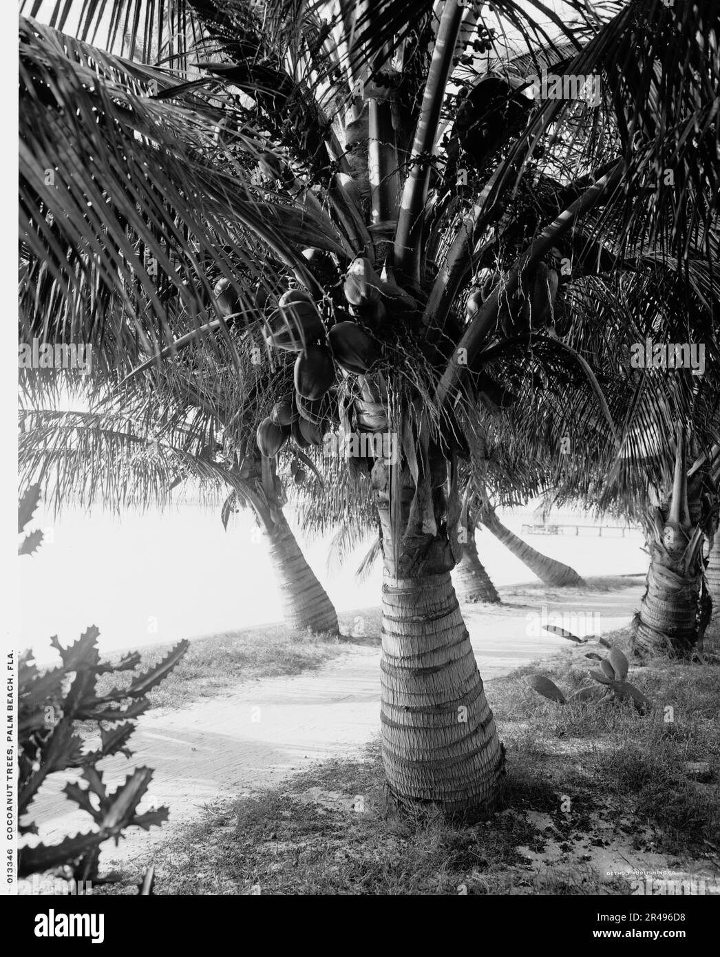 Cocoanut Trees, Palm Beach, Florida, zwischen 1900 und 1906. Stockfoto