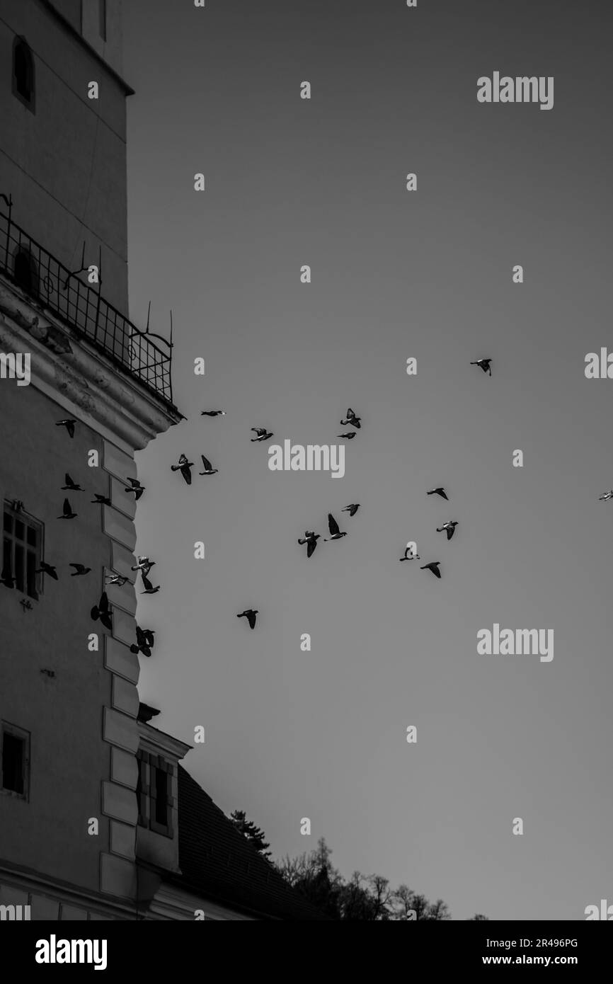 Die Silhouetten der Vögel, die am Himmel aufsteigen. Stockfoto