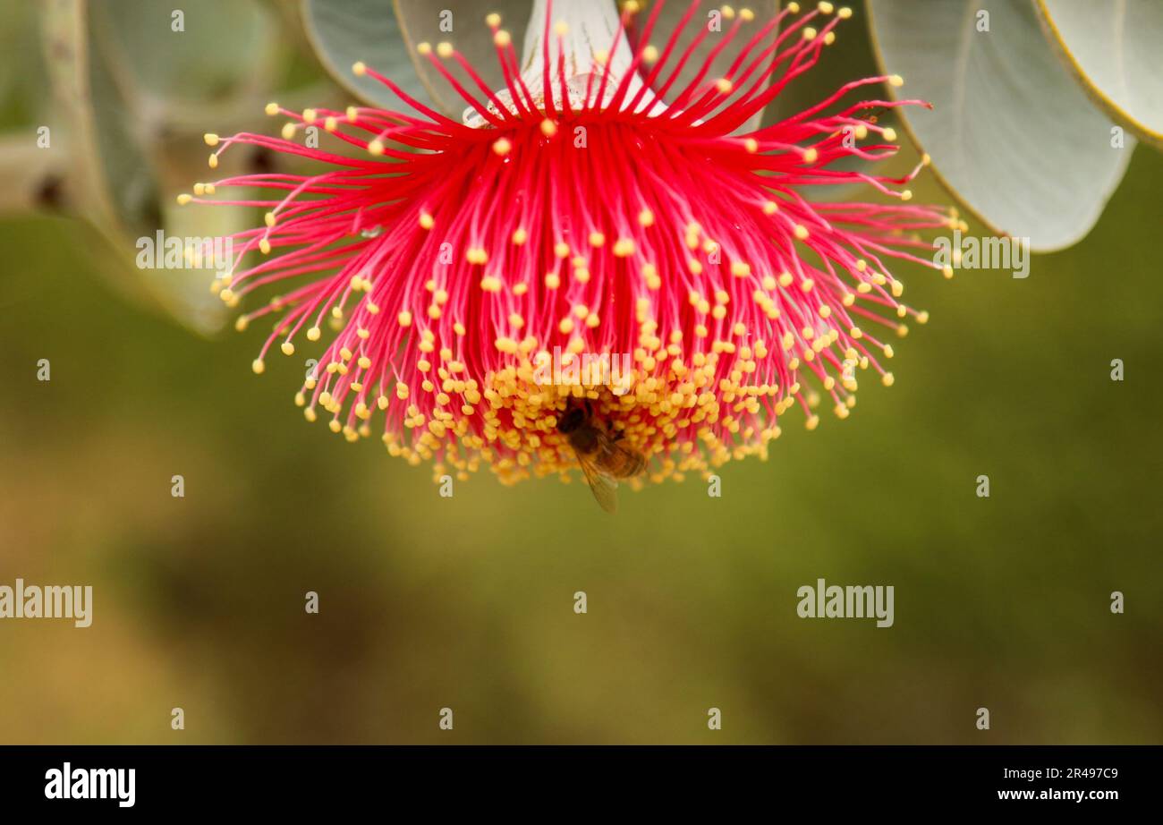 Nahaufnahme einer einheimischen australischen roten blühenden Gummiblume mit einer Hummelbiene. Stockfoto