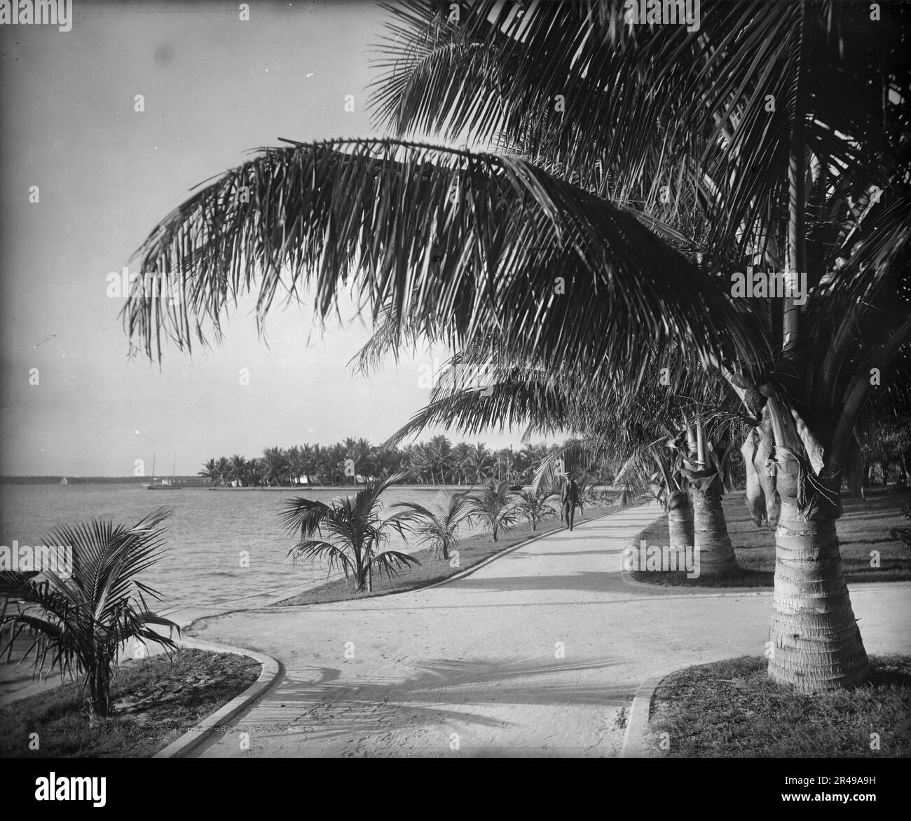 Palm Beach, c1894. Stockfoto