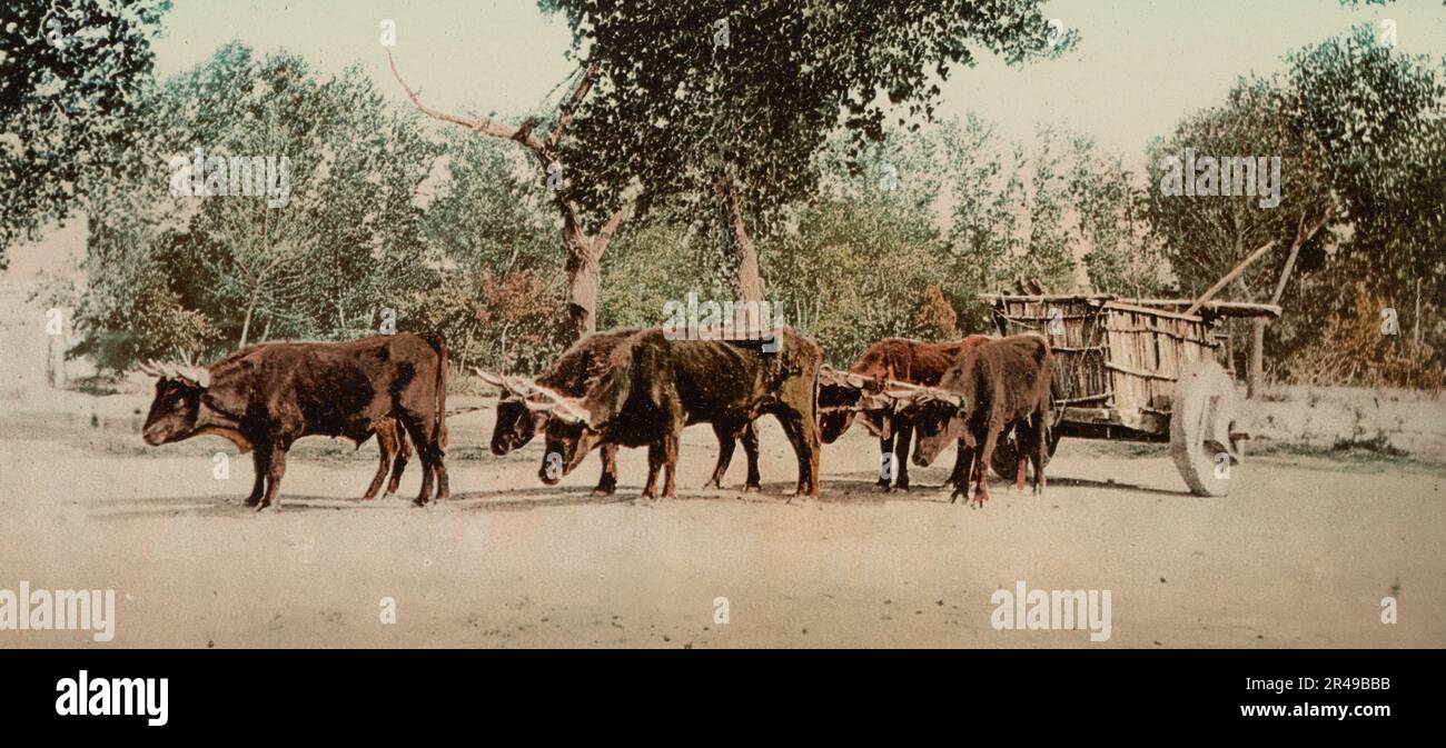 Mexikanische Carreta, Chihuahua, zwischen 1884 und 1900. Stockfoto