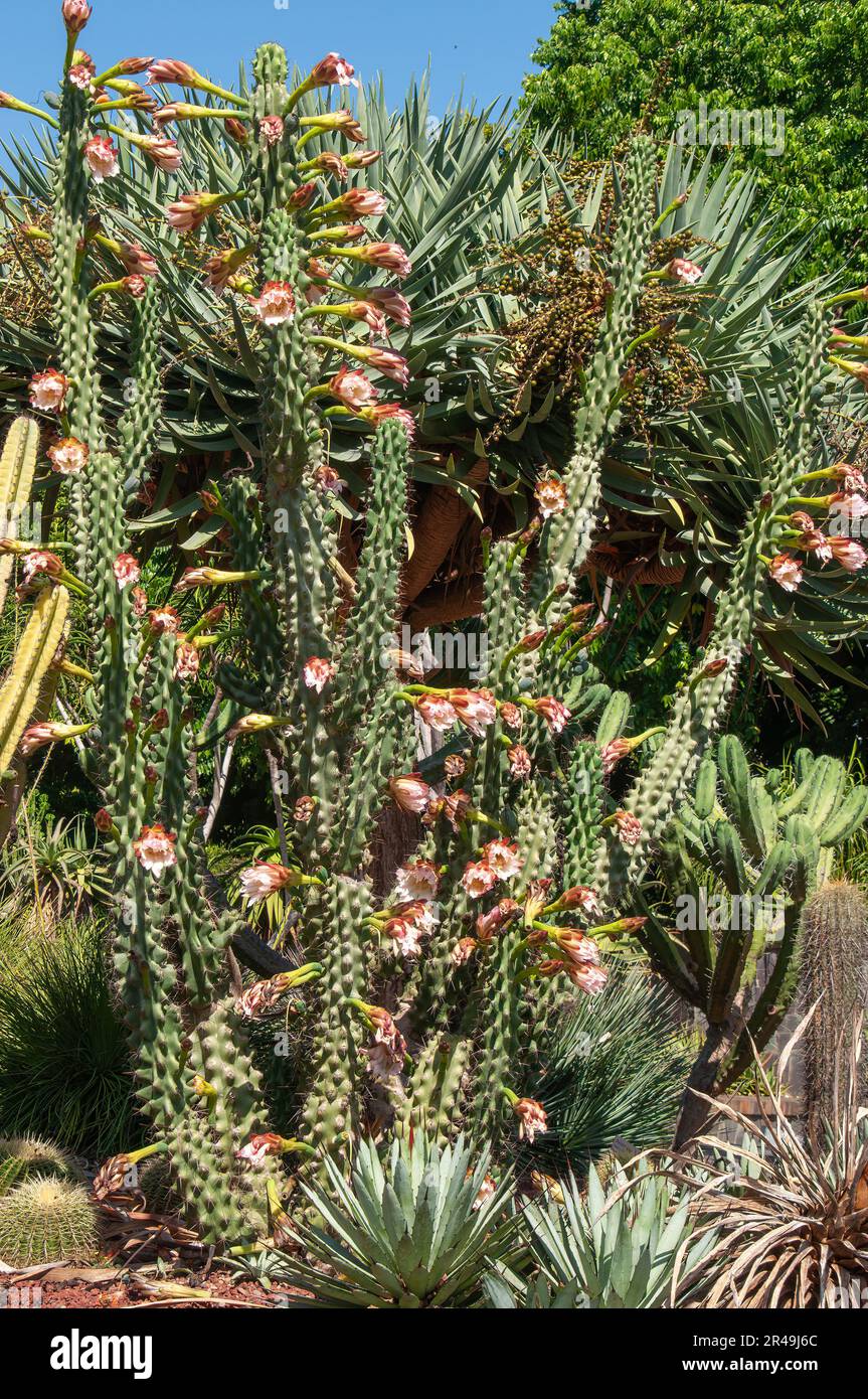 Sydney Australien, blühender Cereus peruvianus cactus im Garten Stockfoto