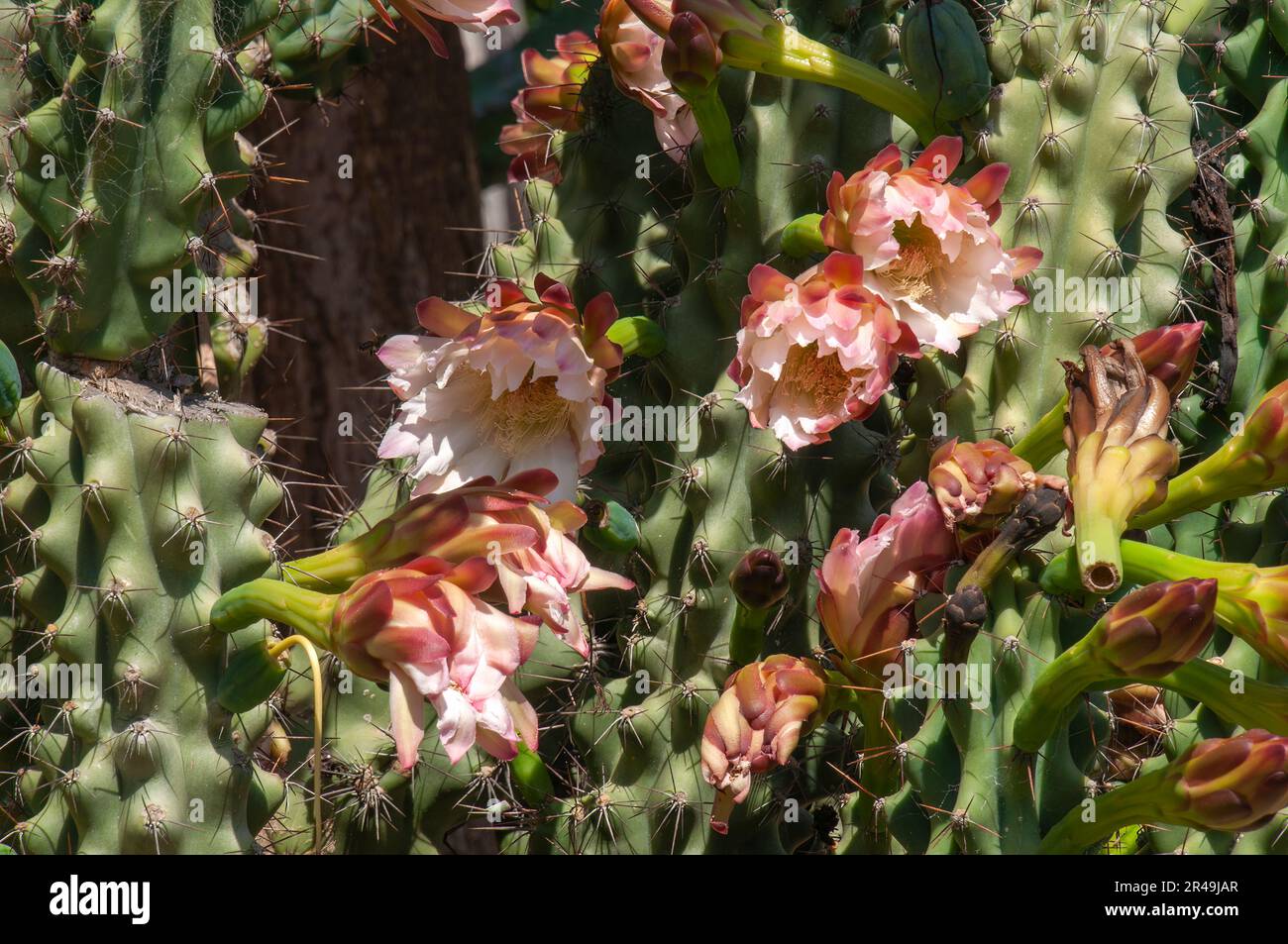 Sydney Australien, Nahaufnahme der Blüten eines cereus peruvianus monstrosus cactus Stockfoto