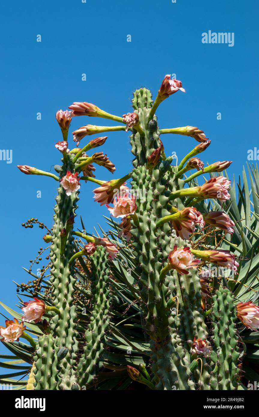 Sydney Australien, Stämme und Blumen eines Cereus peruvianus cactus vor blauem Himmel Stockfoto