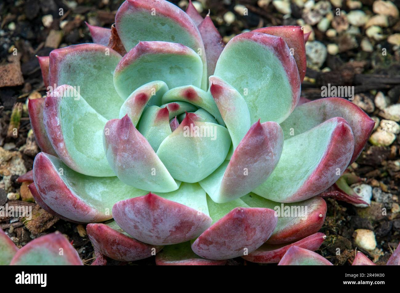 Sydney Australien, grün-blaues echeveria mit rotem Besatz Stockfoto